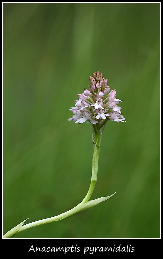 Orchidee dall''alto Friuli